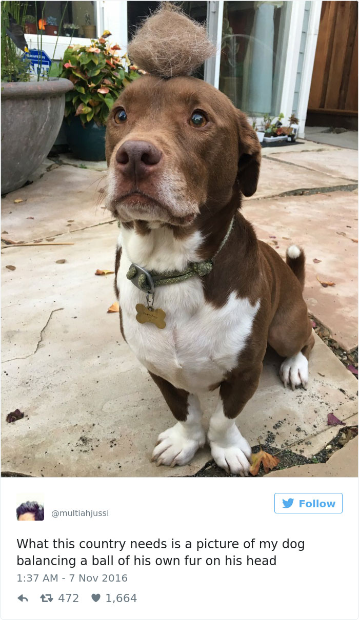 126 Of The Best Dog Tweets Of 2016 126 Of The Best Dog Tweets Of 2016