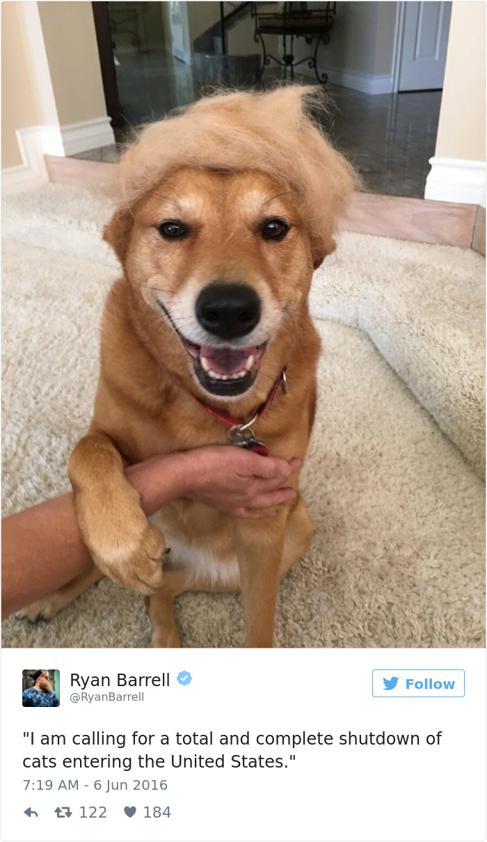 126 Of The Best Dog Tweets Of 2016 126 Of The Best Dog Tweets Of 2016