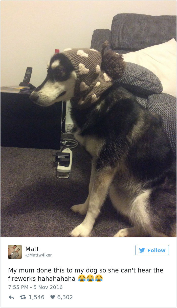 126 Of The Best Dog Tweets Of 2016 126 Of The Best Dog Tweets Of 2016