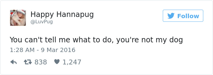 126 Of The Best Dog Tweets Of 2016 126 Of The Best Dog Tweets Of 2016