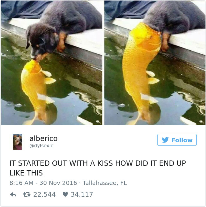 126 Of The Best Dog Tweets Of 2016 126 Of The Best Dog Tweets Of 2016