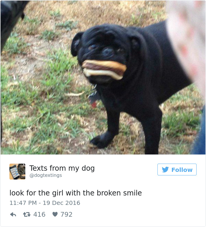 126 Of The Best Dog Tweets Of 2016 126 Of The Best Dog Tweets Of 2016