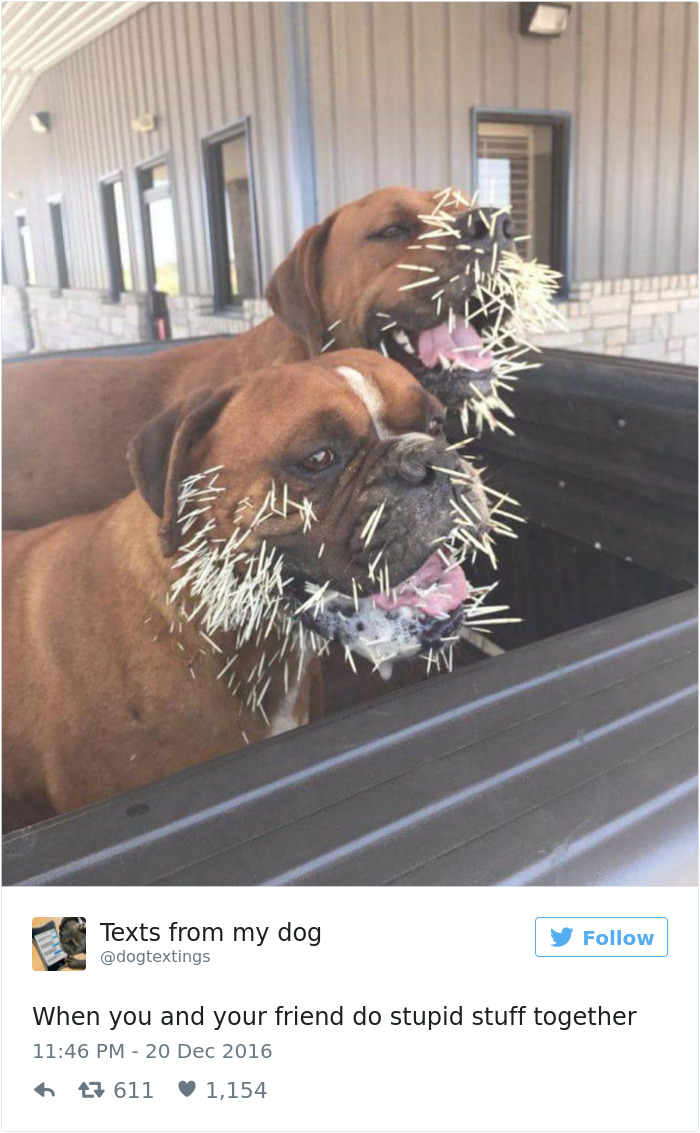 126 Of The Best Dog Tweets Of 2016 126 Of The Best Dog Tweets Of 2016