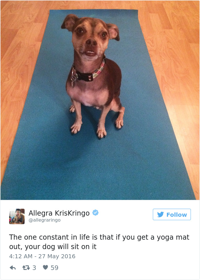 126 Of The Best Dog Tweets Of 2016 126 Of The Best Dog Tweets Of 2016