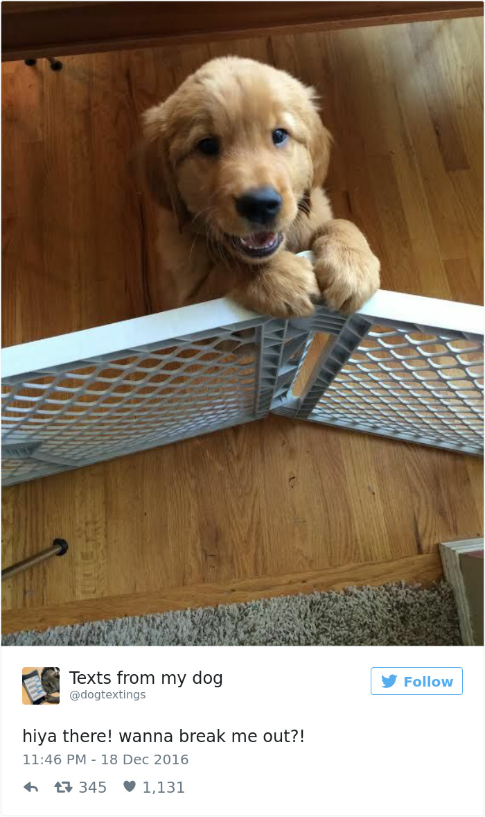 126 Of The Best Dog Tweets Of 2016 126 Of The Best Dog Tweets Of 2016