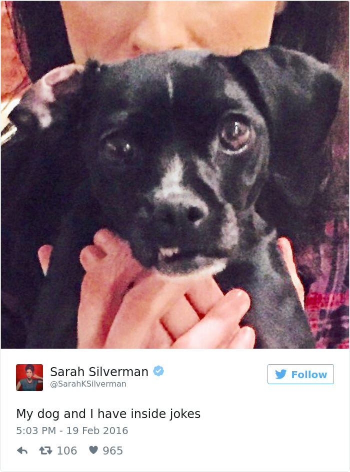126 Of The Best Dog Tweets Of 2016 126 Of The Best Dog Tweets Of 2016