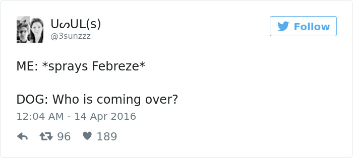 126 Of The Best Dog Tweets Of 2016 126 Of The Best Dog Tweets Of 2016