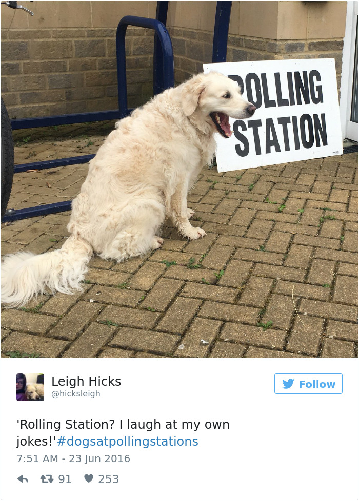 126 Of The Best Dog Tweets Of 2016 126 Of The Best Dog Tweets Of 2016