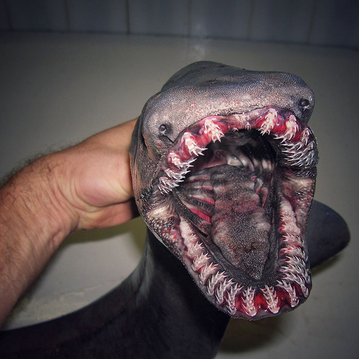 Russian Fisherman Posts Terrifying Creatures Of The Deep Sea On Twitter, And People Want Him To Stop