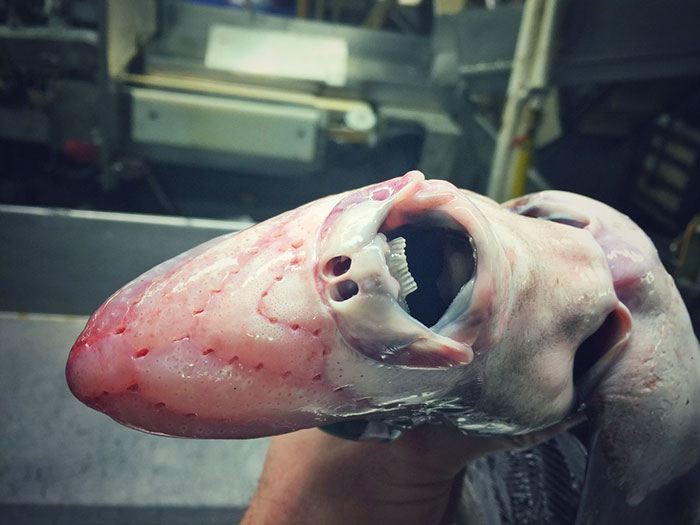 Russian Fisherman Posts Terrifying Creatures Of The Deep Sea On Twitter, And People Want Him To Stop