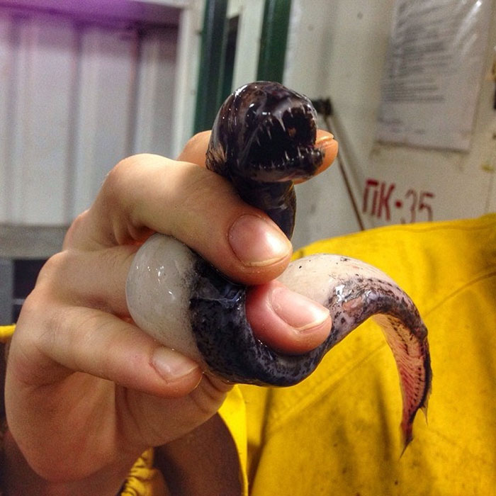 Russian Fisherman Posts Terrifying Creatures Of The Deep Sea On Twitter, And People Want Him To Stop