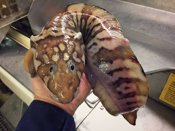 Russian Fisherman Posts Terrifying Creatures Of The Deep Sea On Twitter, And People Want Him To Stop