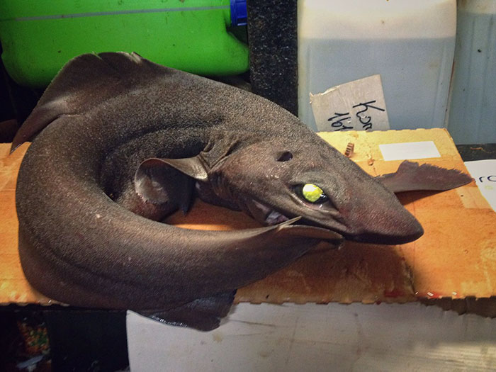 Russian Fisherman Posts Terrifying Creatures Of The Deep Sea On Twitter, And People Want Him To Stop