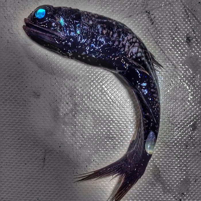 Russian Fisherman Posts Terrifying Creatures Of The Deep Sea On Twitter, And People Want Him To Stop