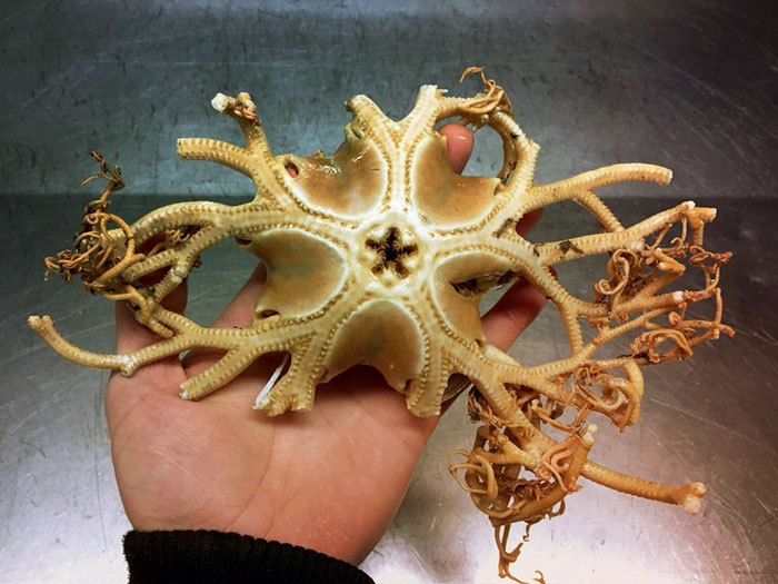 Russian Fisherman Posts Terrifying Creatures Of The Deep Sea On Twitter, And People Want Him To Stop