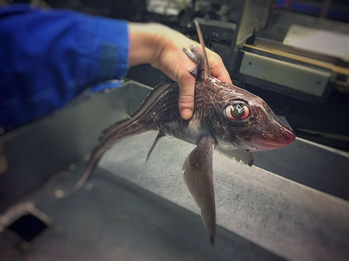 Russian Fisherman Posts Terrifying Creatures Of The Deep Sea On Twitter, And People Want Him To Stop