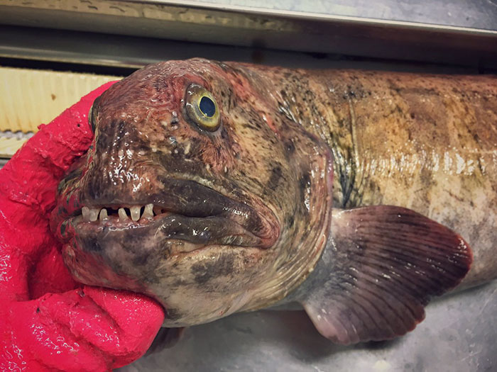 Russian Fisherman Posts Terrifying Creatures Of The Deep Sea On Twitter, And People Want Him To Stop