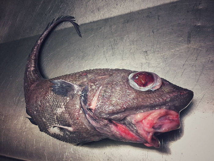 Russian Fisherman Posts Terrifying Creatures Of The Deep Sea On Twitter, And People Want Him To Stop
