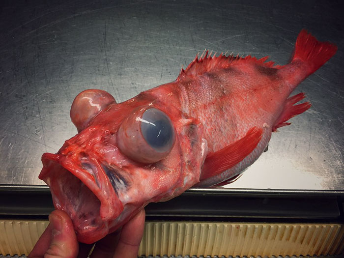 Russian Fisherman Posts Terrifying Creatures Of The Deep Sea On Twitter, And People Want Him To Stop