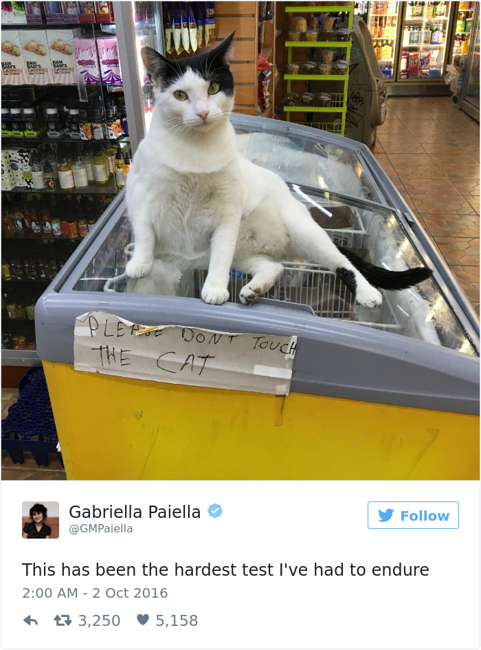 103 Of The Best Cat Tweets Of 2016 103 Of The Best Cat Tweets Of 2016