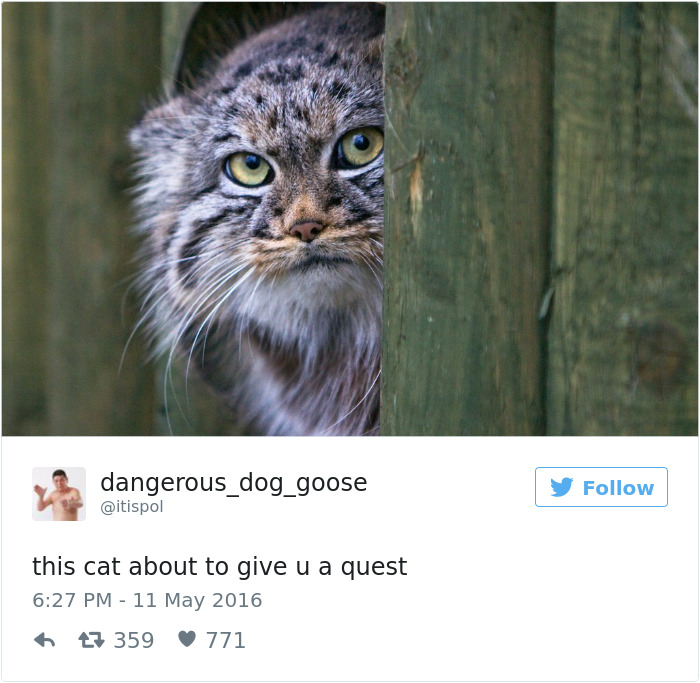 103 Of The Best Cat Tweets Of 2016 103 Of The Best Cat Tweets Of 2016