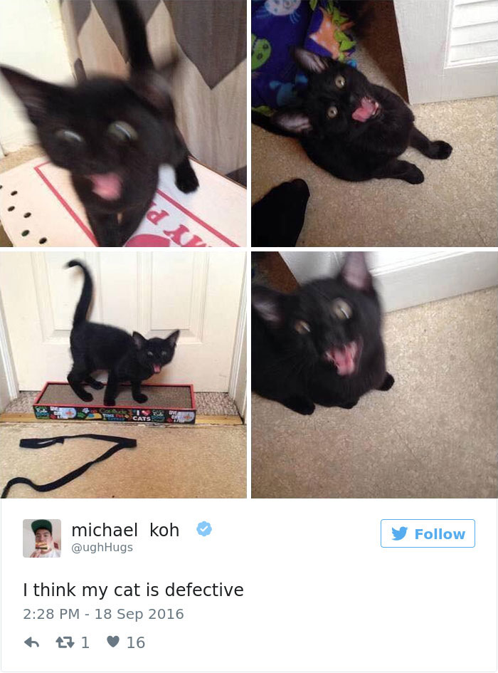 103 Of The Best Cat Tweets Of 2016 103 Of The Best Cat Tweets Of 2016