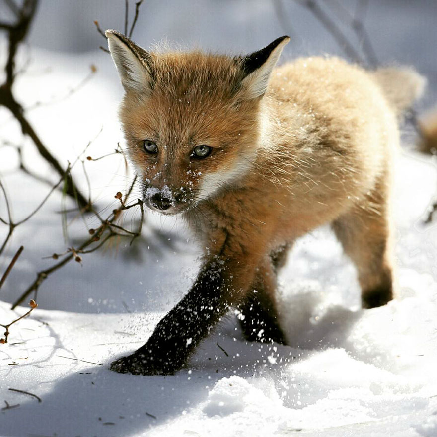 102 Stunning Winter Fox Photos That’ll Make You Fall In Love With Foxes 102 Stunning Winter Fox Photos That’ll Make You Fall In Love With Foxes