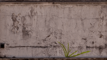 I Paint Weed Murals That Slowly Take Over The City (Gifs+Video)