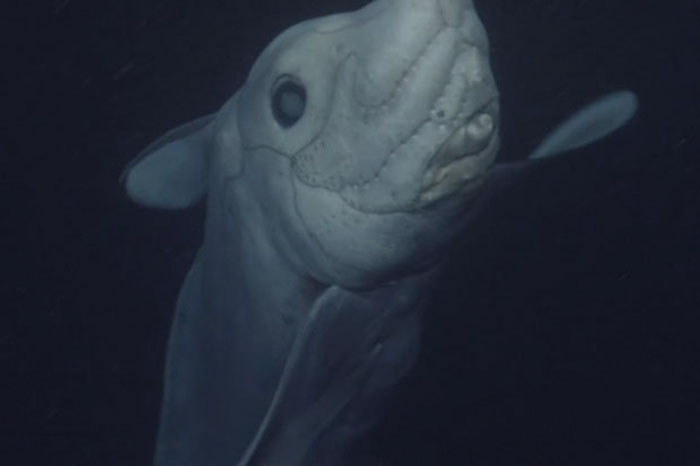 Ghost Shark Filmed On Camera For The First Time Has A Penis On His Head Ghost Shark Filmed On Camera For The First Time Has A Penis On His Head