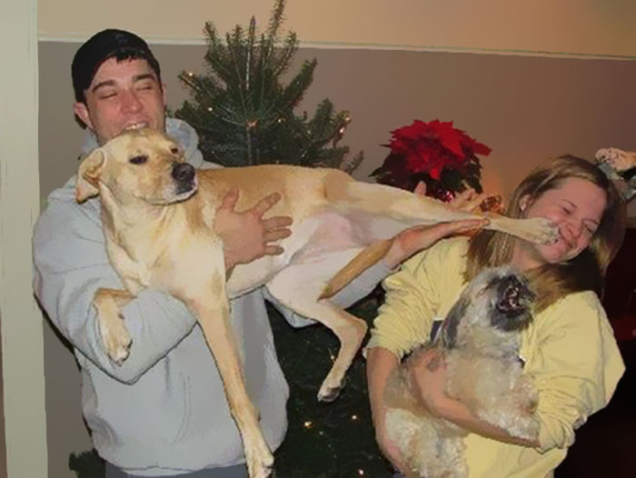 40 Pets That Hate Christmas More Than Anything 40 Pets That Hate Christmas More Than Anything