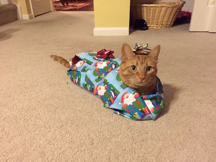 40 Pets That Hate Christmas More Than Anything 40 Pets That Hate Christmas More Than Anything