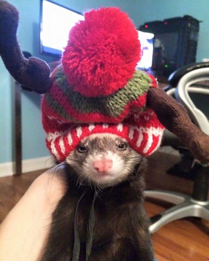 40 Pets That Hate Christmas More Than Anything 40 Pets That Hate Christmas More Than Anything