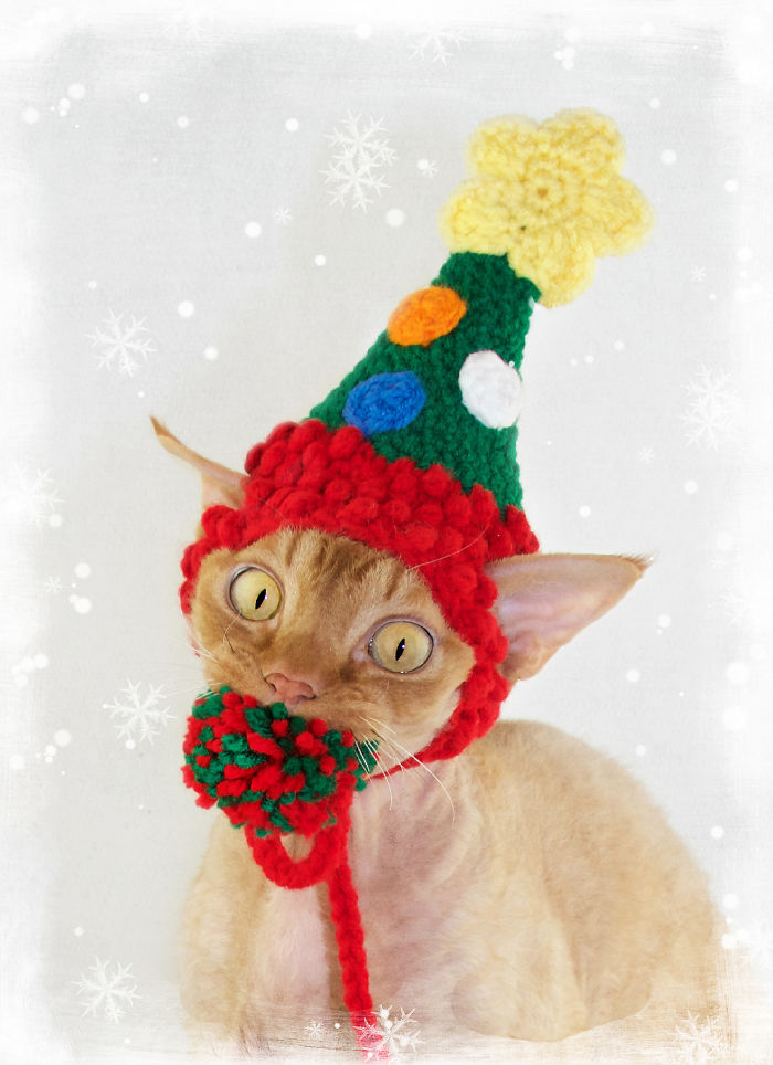 40 Pets That Hate Christmas More Than Anything 40 Pets That Hate Christmas More Than Anything