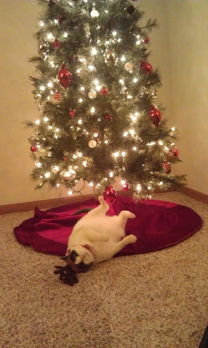 40 Pets That Hate Christmas More Than Anything 40 Pets That Hate Christmas More Than Anything