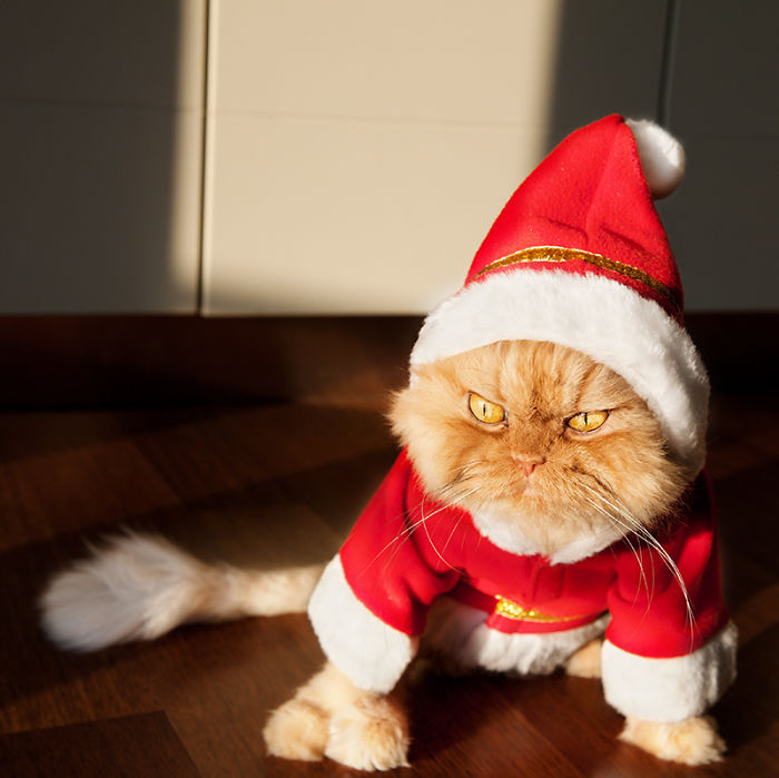 40 Pets That Hate Christmas More Than Anything 40 Pets That Hate Christmas More Than Anything