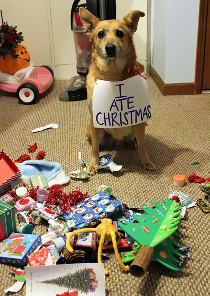 40 Pets That Hate Christmas More Than Anything 40 Pets That Hate Christmas More Than Anything