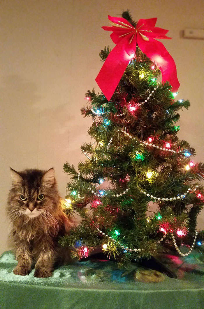40 Pets That Hate Christmas More Than Anything 40 Pets That Hate Christmas More Than Anything
