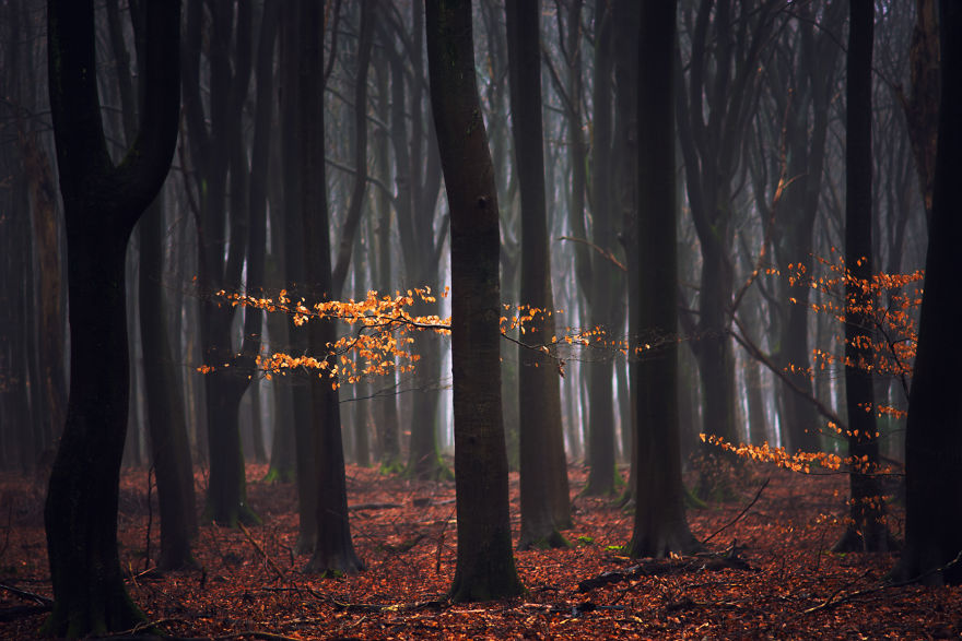 23 Photos That Reveal The Magic Of Dutch Forests 23 Photos That Reveal The Magic Of Dutch Forests