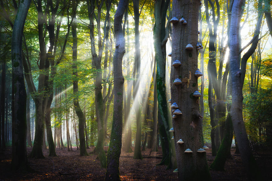 23 Photos That Reveal The Magic Of Dutch Forests 23 Photos That Reveal The Magic Of Dutch Forests