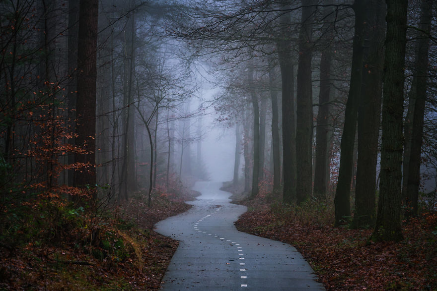 23 Photos That Reveal The Magic Of Dutch Forests 23 Photos That Reveal The Magic Of Dutch Forests