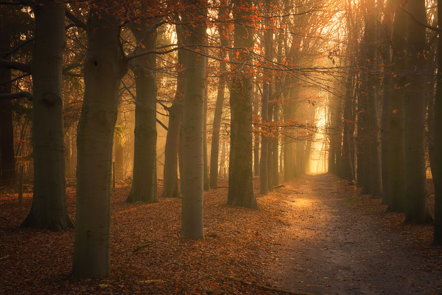 23 Photos That Reveal The Magic Of Dutch Forests 23 Photos That Reveal The Magic Of Dutch Forests