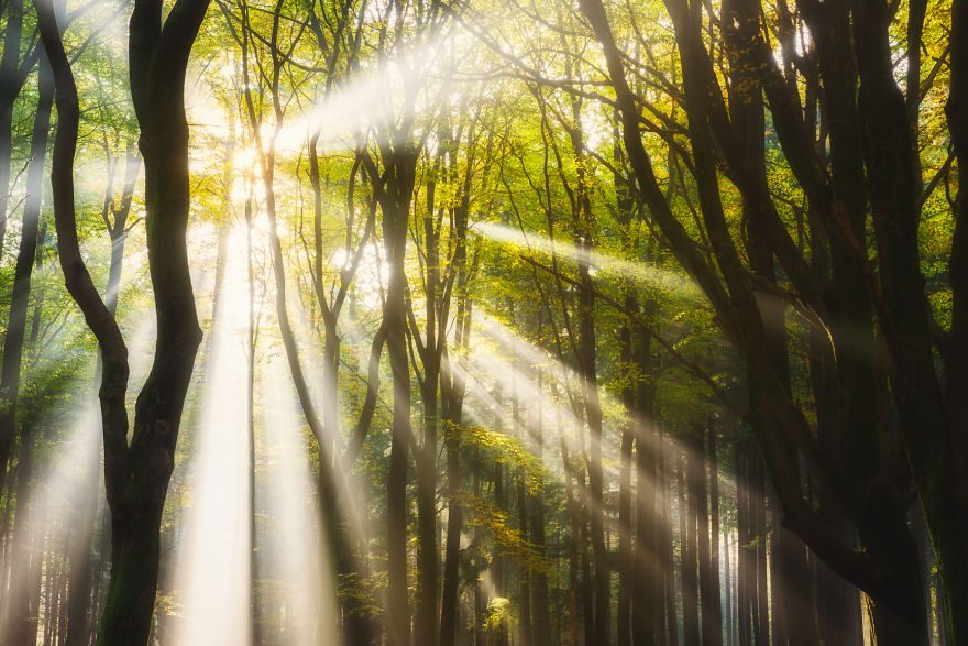 23 Photos That Reveal The Magic Of Dutch Forests 23 Photos That Reveal The Magic Of Dutch Forests