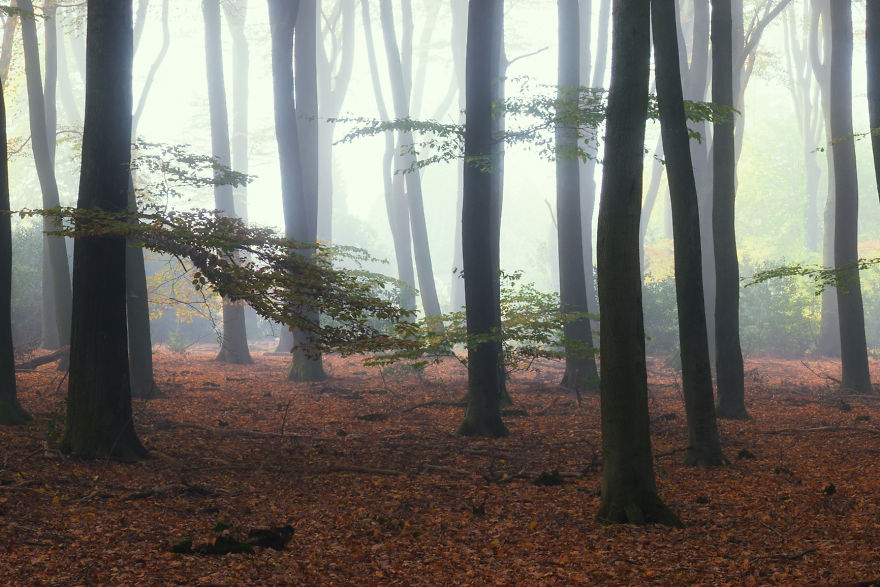 23 Photos That Reveal The Magic Of Dutch Forests 23 Photos That Reveal The Magic Of Dutch Forests