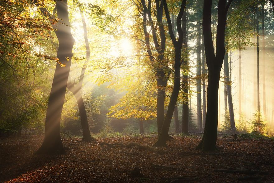 23 Photos That Reveal The Magic Of Dutch Forests 23 Photos That Reveal The Magic Of Dutch Forests