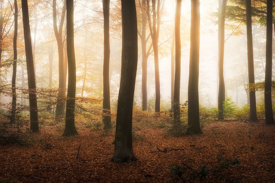 23 Photos That Reveal The Magic Of Dutch Forests 23 Photos That Reveal The Magic Of Dutch Forests