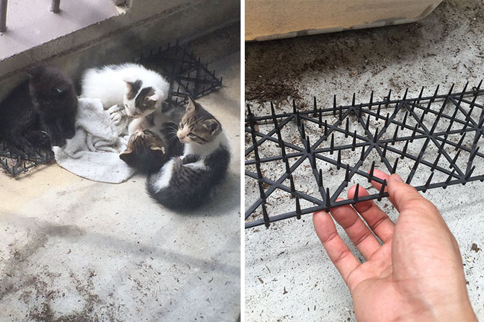 Cats Are Evolving! Scared People Are Sharing Pics Of Kittens Immune To Cat-Deterrent Spikes