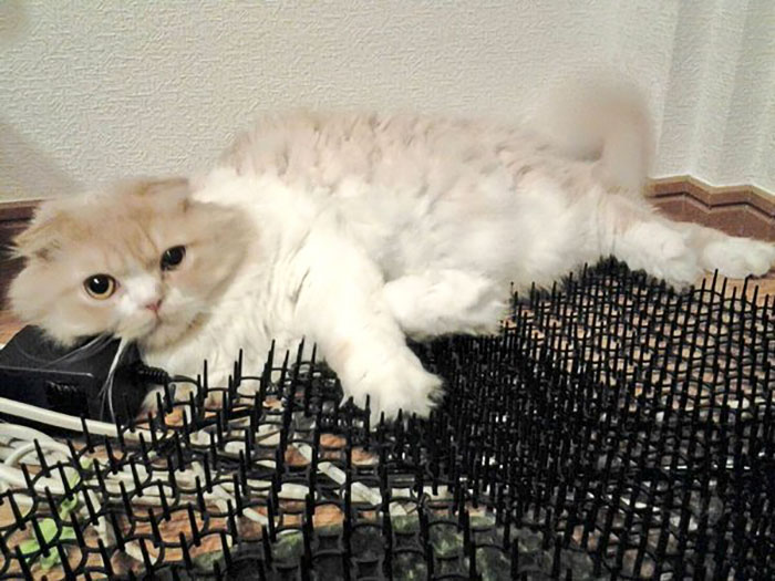 Cats Are Evolving! Scared People Are Sharing Pics Of Kittens Immune To Cat-Deterrent Spikes