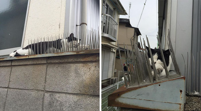 Cats Are Evolving! Scared People Are Sharing Pics Of Kittens Immune To Cat-Deterrent Spikes