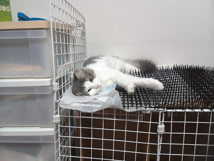 Cats Are Evolving! Scared People Are Sharing Pics Of Kittens Immune To Cat-Deterrent Spikes