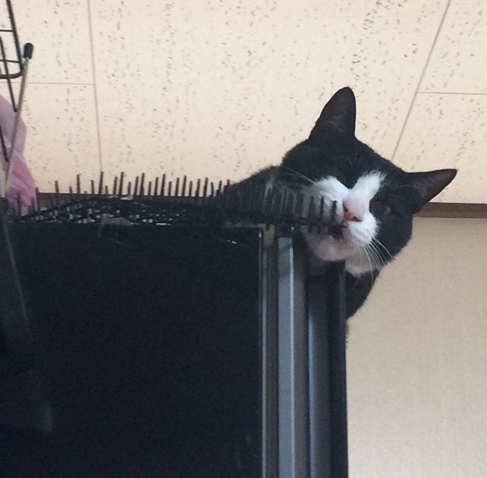 Cats Are Evolving! Scared People Are Sharing Pics Of Kittens Immune To Cat-Deterrent Spikes